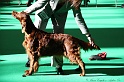 Crufts2011 045